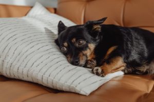 How Divorce Affects Pets